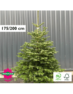 Sapin de Noël coupé Nordmann 80/100 cm (Ruban Jaune) - Promofleur Champagne-sur-Oise)