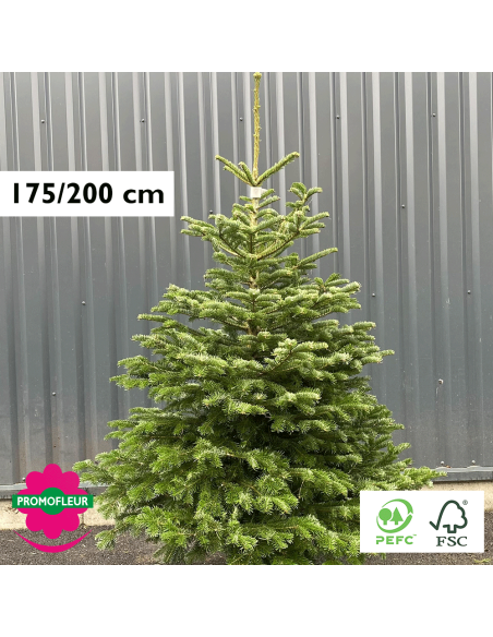 Sapin de Noël coupé Nordmann 175/200 cm (Ruban Blanc) - Promofleur Champagne-sur-Oise)