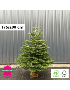 Sapin de Noël coupé Nordmann 80/100 cm (Ruban Jaune) - Promofleur Champagne-sur-Oise)
