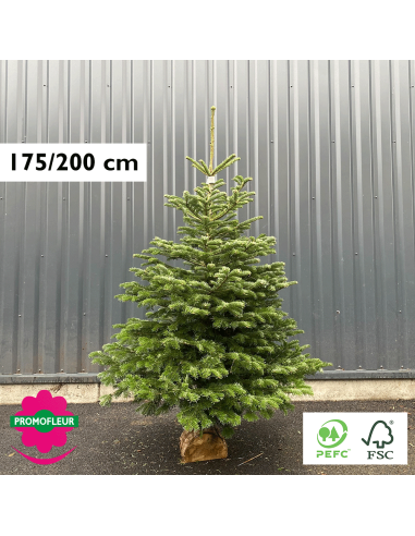 Sapin de Noël coupé Nordmann 175/200 cm (Ruban Blanc) avec buche - Promofleur Champagne-sur-Oise)