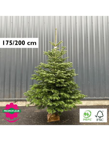 Sapin de Noël coupé Nordmann 175/200 cm (Ruban Blanc) avec buche - Promofleur Champagne-sur-Oise)
