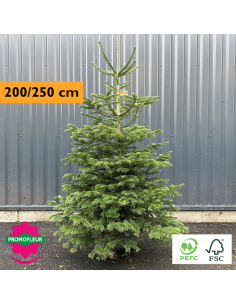 Sapin de Noël coupé Nordmann 80/100 cm (Ruban Jaune) - Promofleur Champagne-sur-Oise)