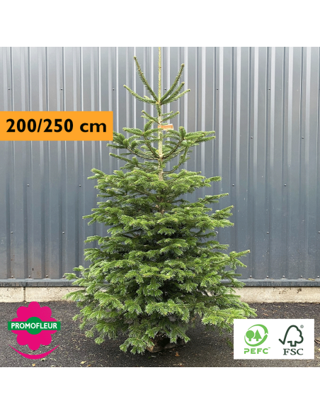 Sapin de Noël coupé Nordmann 200/250 cm (Ruban Orange) - Promofleur Champagne-sur-Oise)