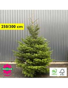 Sapin de Noël coupé Nordmann 80/100 cm (Ruban Jaune) - Promofleur Champagne-sur-Oise)