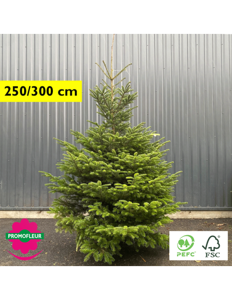 Sapin de Noël coupé Nordmann 250/300 cm (Ruban Jaune) avec buche - Promofleur Champagne-sur-Oise)