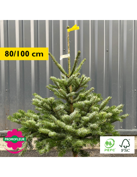 Sapin de Noël coupé Nordmann 80/100 cm (Ruban Jaune) - Promofleur Champagne-sur-Oise)