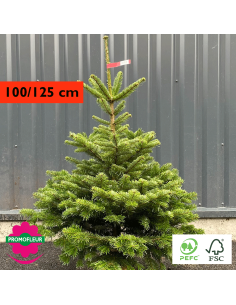 Sapin de Noël coupé Nordmann 80/100 cm (Ruban Jaune) - Promofleur Champagne-sur-Oise)