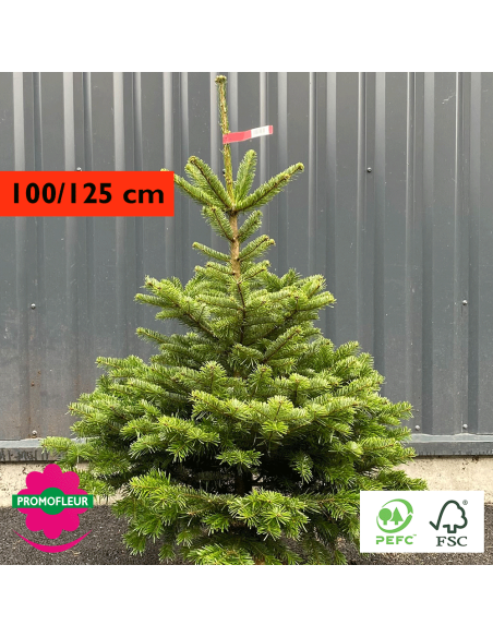 Sapin de Noël coupé Nordmann 100/125 cm (Ruban Rouge) - Promofleur Champagne-sur-Oise)