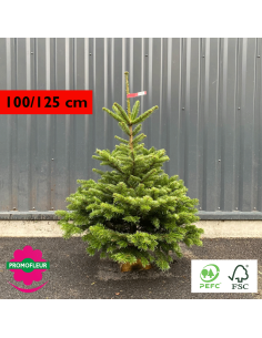 Sapin de Noël coupé Nordmann 80/100 cm (Ruban Jaune) - Promofleur Champagne-sur-Oise)