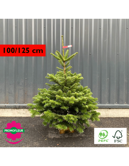 Sapin de Noël coupé Nordmann 100/125 cm (Ruban Rouge) avec buche - Promofleur Champagne-sur-Oise)