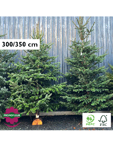 Sapin de Noël coupé Nordmann 300/350 cm avec buche - Promofleur