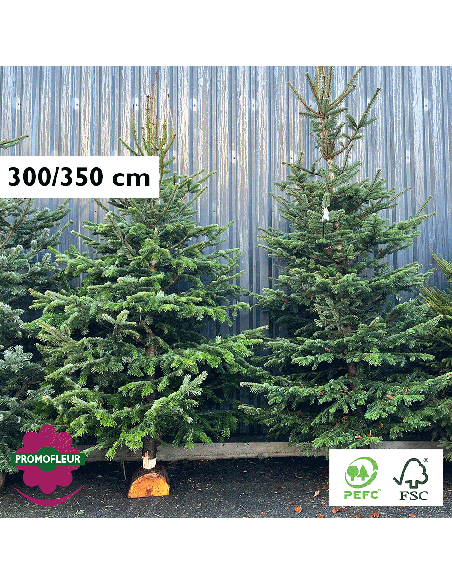 Sapin de Noël coupé Nordmann 300/350 cm avec buche - Promofleur
