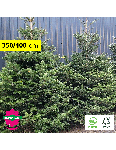 Sapin de Noël coupé Nordmann 350/400 cm avec buche - Promofleur