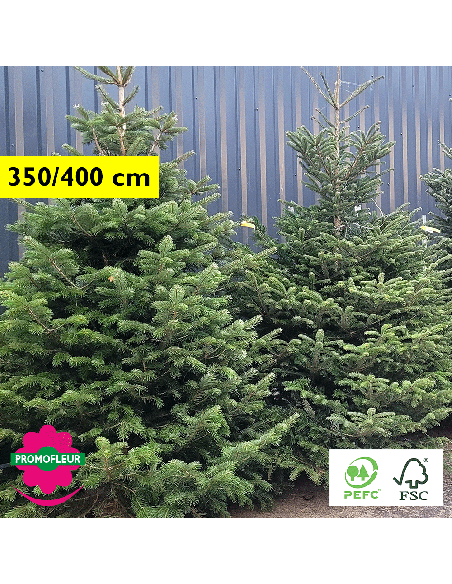 Sapin de Noël coupé Nordmann 350/400 cm avec buche - Promofleur