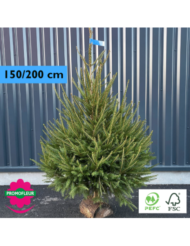 Sapin de Noël coupé Epicéa H.150/200 cm (Buche inclus !) - Promofleur Champagne-sur-Oise