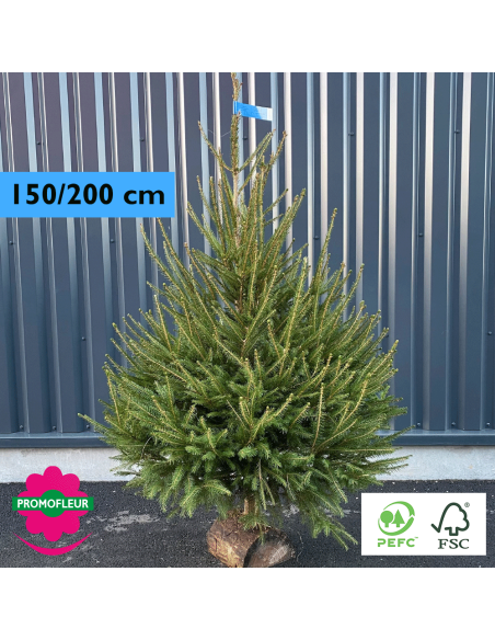 Sapin de Noël coupé Epicéa H.150/200 cm (Buche inclus !) - Promofleur Champagne-sur-Oise