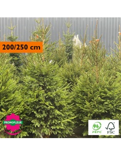 Sapin de Noël coupé Epicéa H.100/150 cm - Promofleur Champagne-sur-Oise
