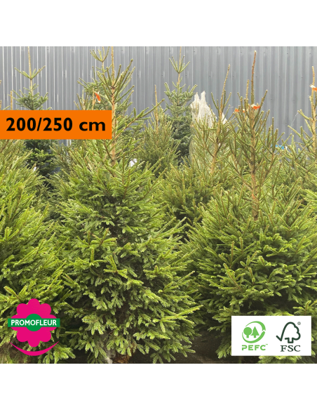 Sapin de Noël coupé Epicéa H.200/250 cm (Buche inclus !) - Promofleur Champagne-sur-Oise