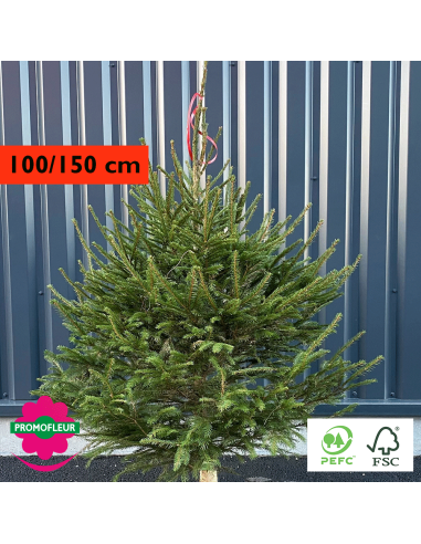 Sapin de Noël coupé Epicéa H.100/150 cm - Promofleur Champagne-sur-Oise
