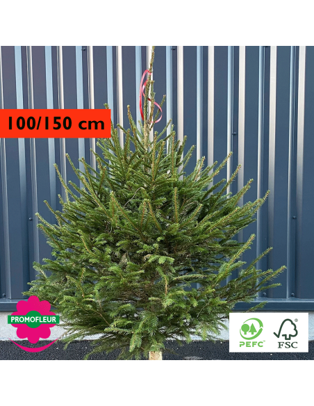 Sapin de Noël coupé Epicéa H.100/150 cm - Promofleur Champagne-sur-Oise