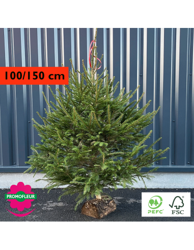 Sapin de Noël coupé Epicéa H.100/150 cm (avec Buche) - Promofleur Champagne-sur-Oise