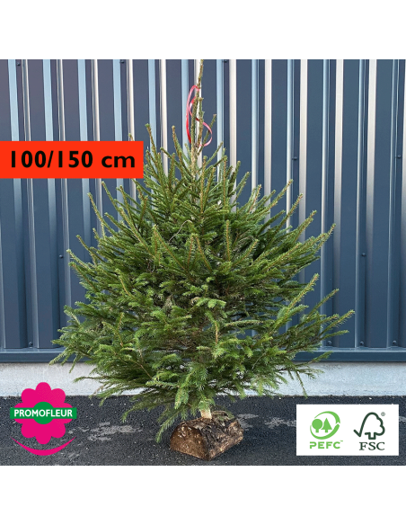 Sapin de Noël coupé Epicéa H.100/150 cm (avec Buche) - Promofleur Champagne-sur-Oise