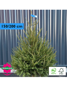 Sapin de Noël coupé Epicéa H.100/150 cm - Promofleur Champagne-sur-Oise