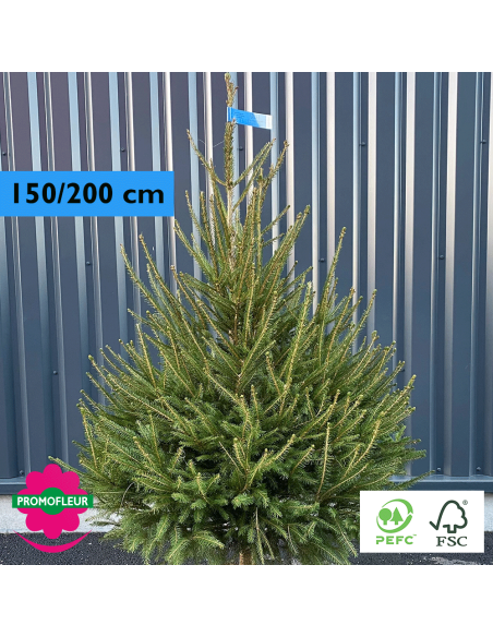 Sapin de Noël coupé Epicéa H.150/200 cm - Promofleur Champagne-sur-Oise