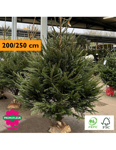 Sapin de Noël coupé Epicéa H.200/250 cm (avec Buche) - Promofleur Champagne-sur-Oise