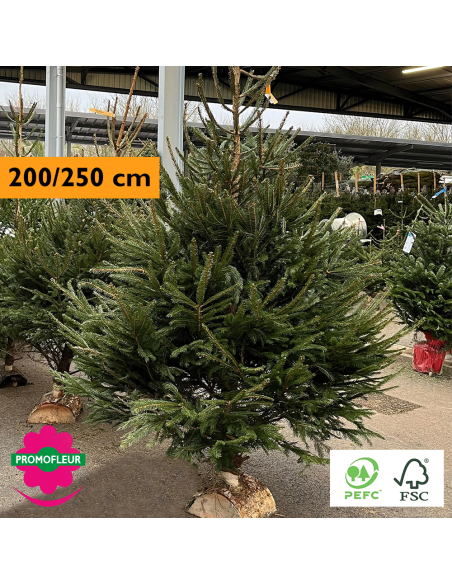 Sapin de Noël coupé Epicéa H.200/250 cm (avec Buche) - Promofleur Champagne-sur-Oise