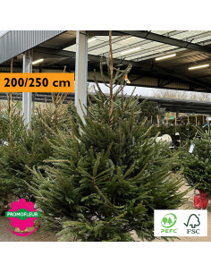 Sapin de Noël coupé Epicéa H.100/150 cm - Promofleur Champagne-sur-Oise