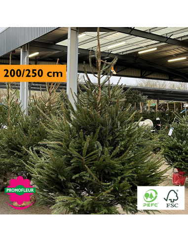 Sapin de Noël coupé Epicéa H.200/250 cm - Promofleur Champagne-sur-Oise