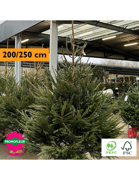 Sapin de Noël coupé Epicéa H.200/250 cm - Promofleur Champagne-sur-Oise
