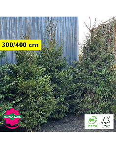 Sapin de Noël coupé Epicéa H.100/150 cm - Promofleur Champagne-sur-Oise