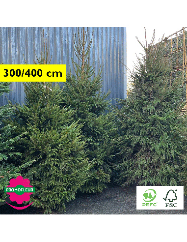 Sapin de Noël coupé Epicéa Hauteur 300/400 cm - Promofleur Champagne-sur-Oise