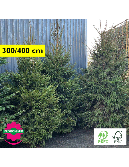 Sapin de Noël coupé Epicéa Hauteur 300/400 cm - Promofleur Champagne-sur-Oise