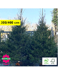 Sapin de Noël coupé Epicéa H.100/150 cm - Promofleur Champagne-sur-Oise