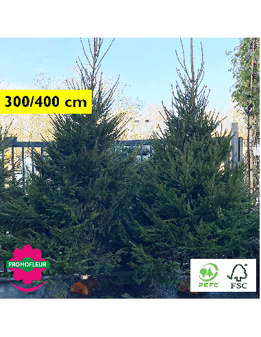 Sapin de Noël coupé Epicéa Hauteur 300/400 cm (Buche comprise) - Promofleur Champagne-sur-Oise