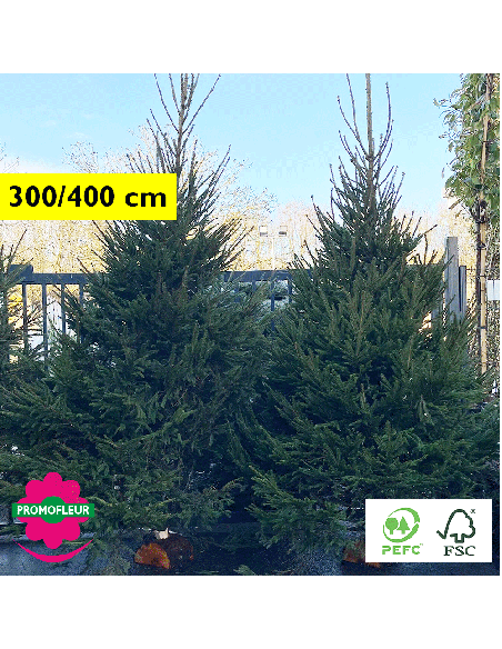 Sapin de Noël coupé Epicéa Hauteur 300/400 cm (Buche comprise) - Promofleur Champagne-sur-Oise