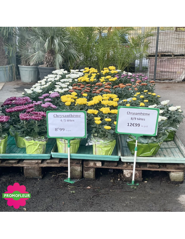 Chrysanthèmes grosses têtes - Toussaint 2026 - Promofleur