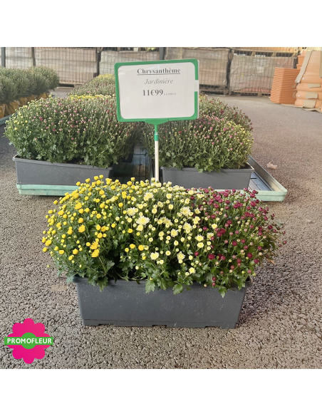 Chrysanthèmes pomponettes jardinière - Toussaint 2026 - Promofleur