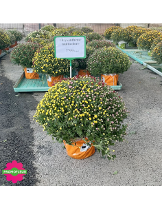 Chrysanthèmes pomponettes multicolores - Toussaint 2026 - Promofleur (1)
