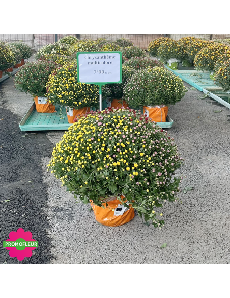 Chrysanthèmes pomponettes multicolores - Toussaint 2026 - Promofleur