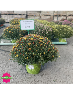 Chrysanthèmes pomponettes multicolores - Toussaint 2026 - Promofleur (1)