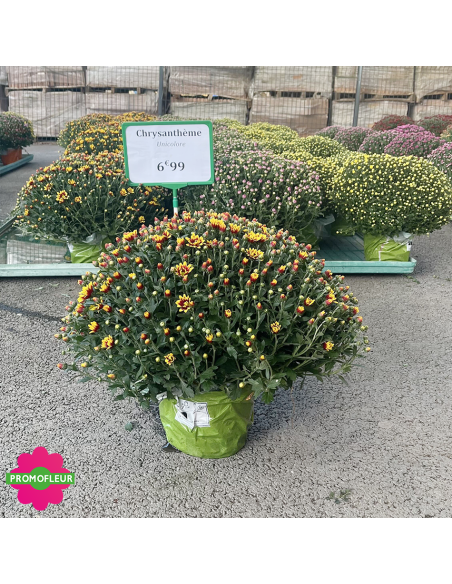 Chrysanthèmes pomponettes unicolores - Toussaint 2026 - Promofleur