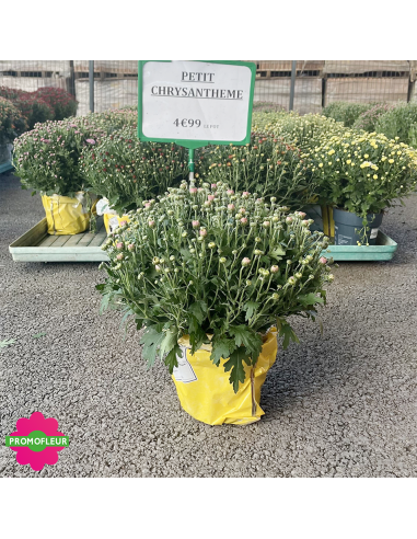 Petits chrysanthèmes - Toussaint 2026 - Promofleur