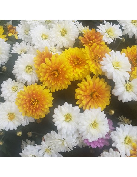 Chrysanthèmes pomponettes multicolores - Toussaint 2026 - Promofleur (1)