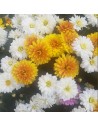 Chrysanthèmes pomponettes multicolores - Toussaint 2026 - Promofleur (1)