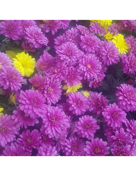 Chrysanthèmes pomponettes multicolores - Toussaint 2026 - Promofleur (2)