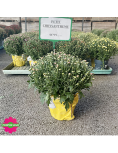 Chrysanthèmes pomponettes multicolores - Toussaint 2026 - Promofleur (1) 2